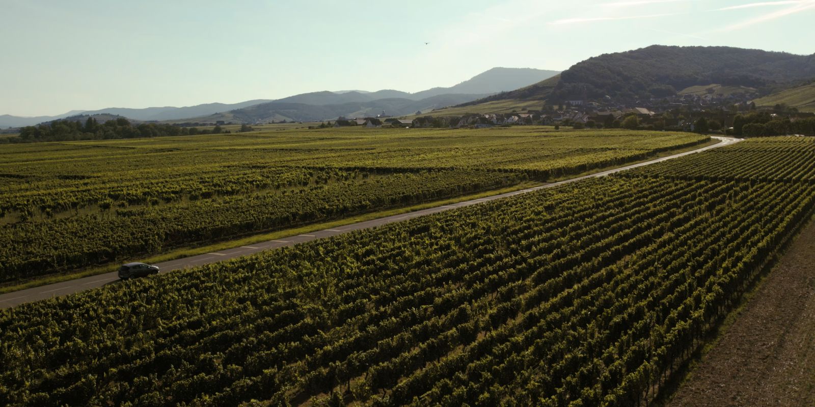 Coteaux de vigne au-dessus du village de Katzenthal en Alsace